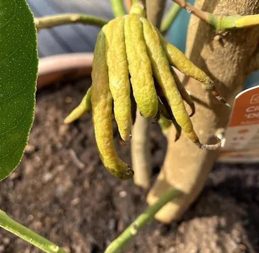 Quinta Do Coelhoazul