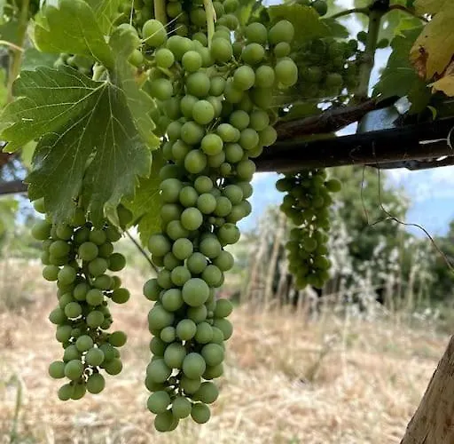 Quinta Do Coelhoazul Prázdninový dům