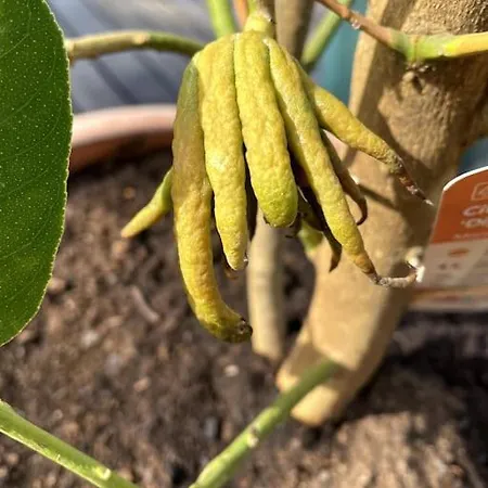 Quinta Do Coelhoazul