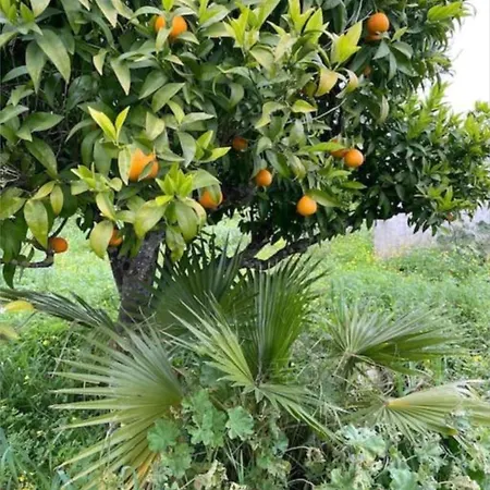 Quinta Do Coelhoazul 펜션 Quelfes