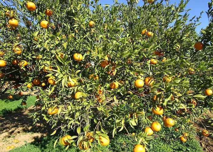 Quinta Do Coelhoazul 別荘