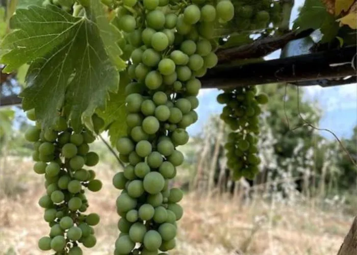 別荘 Quinta Do Coelhoazul Quelfes