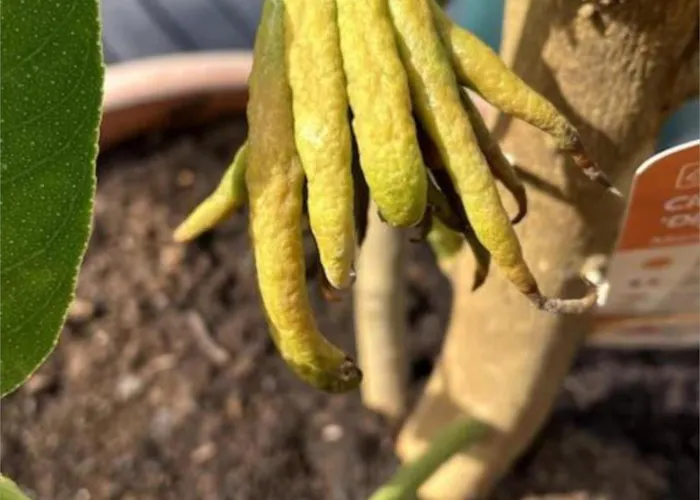 Quinta Do Coelhoazul